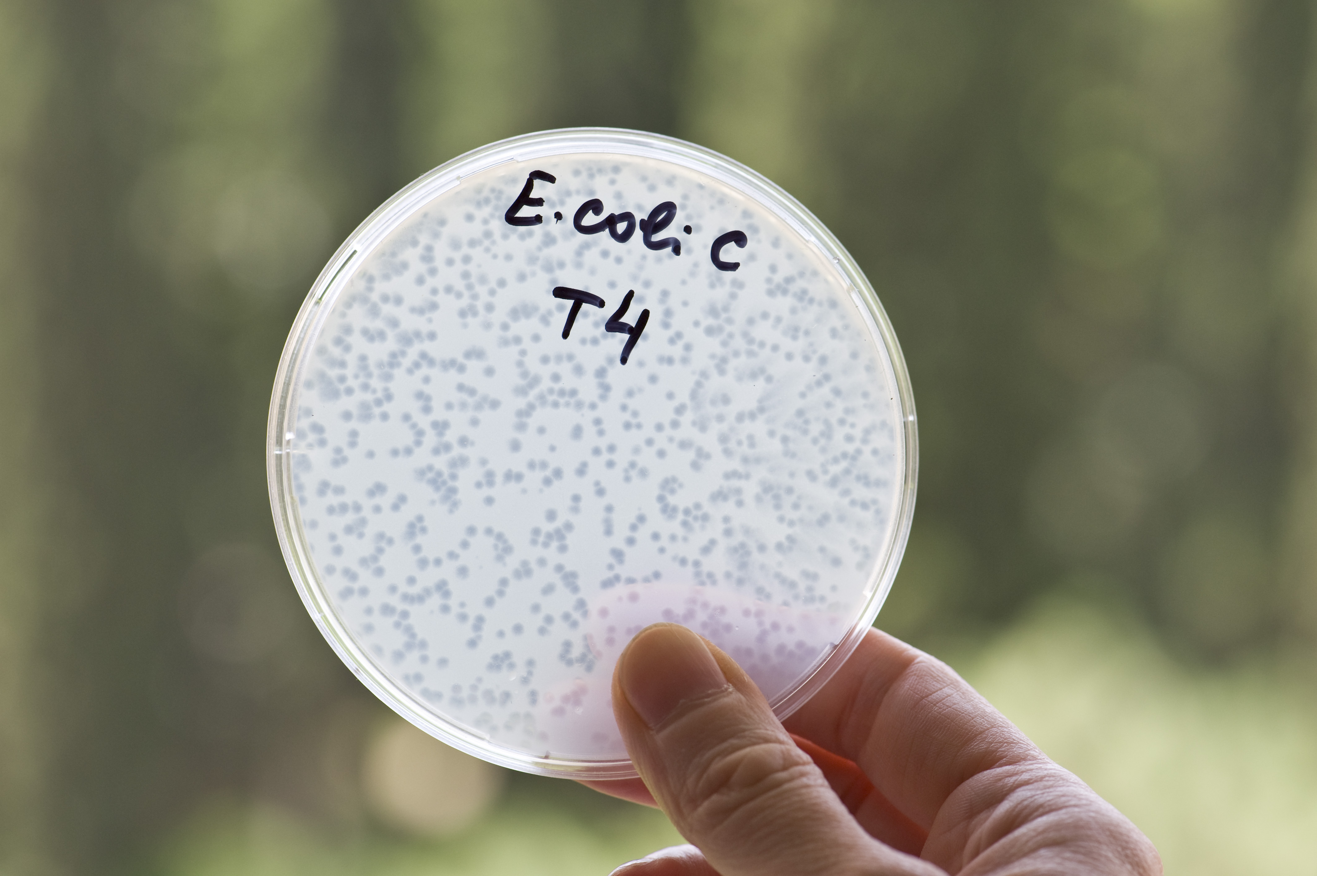 4th International Eliava Summer School on Bacteriophage Research: Hands-On Phage Preparation for Therapeutic Use